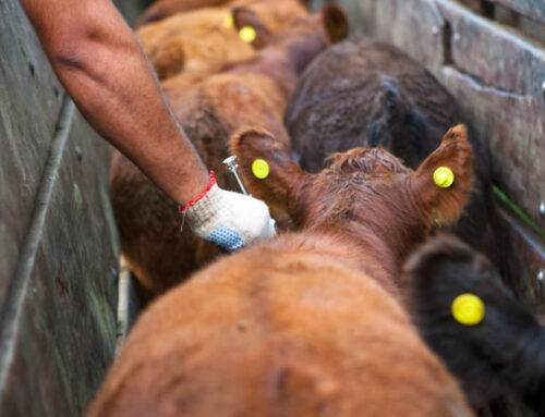 En Formosa se lleva vacunado contra la aftosa al 98% del ganado bovino