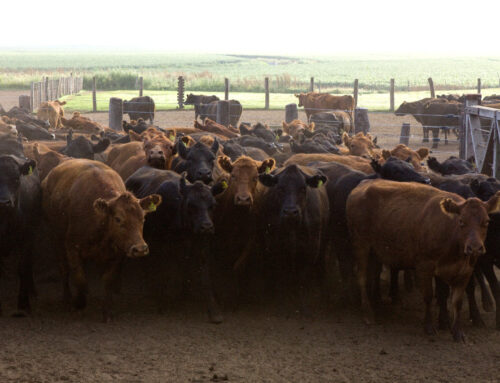 Más de 52 millones de bovinos vacunados contra la aftosa en la primera campaña
