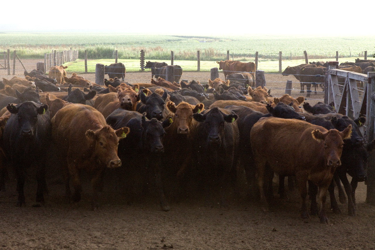 Más de 52 millones de bovinos vacunados contra la aftosa en la primera campaña
